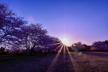 桜　 夕焼けに照らされている桜の花 　日本　　Cherry Blossoms 　Cherry blossoms...
