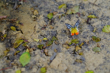 colourful butterfly on the ground with leaf 