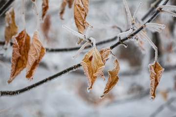 frosty leaves