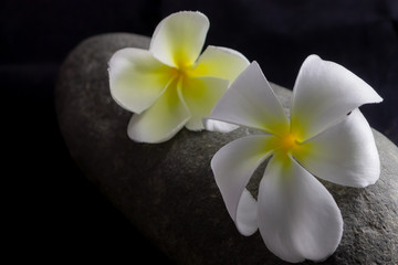 flower dry on rock in background