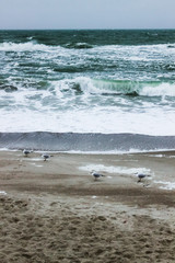 seagulls on the beach