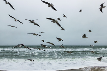 flying seagulls at the storm beach