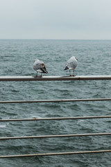 two seagull watch at the storm sea