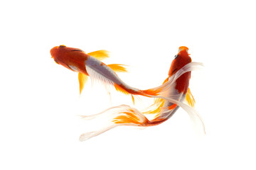 Koi fish isolated on white background