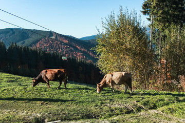 Fototapeta premium two cows on mountains hill 
