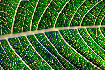 texture of green leaf, flowers at closeup, makro, närbild, sweden, stockholm, nacka, sverige