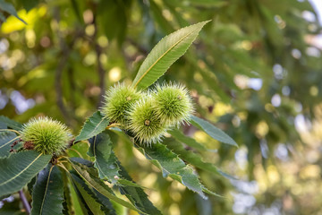 Leaves and fruits of Sweet Chestnut (Castanea sativa) near Merano in South Tyrol, Italy