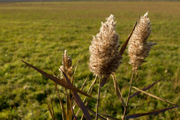 Phragmites australis cannuccia di palude con semi