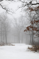 foggy morning winter snow landscape