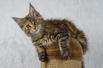 Maine Coon cat lying on a scratching post and looking at the camera