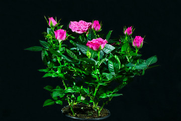 Naklejka na ściany i meble Rose bush in a pot