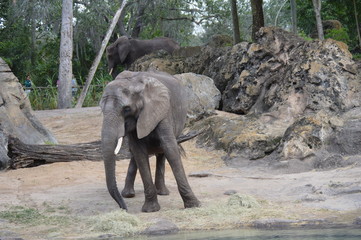 Fototapeta premium Elefante