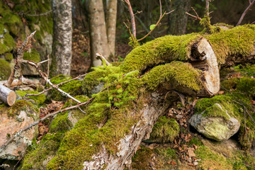 moss on tree
