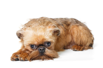Sad puppy of the Brussels Griffon
