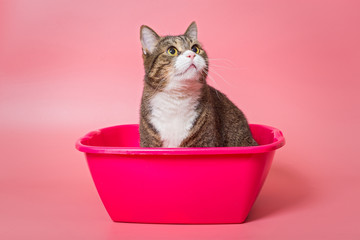 Grey cat washes in a pink basin