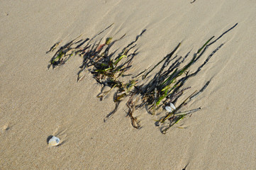 Obraz premium sand background with seaweed and shell