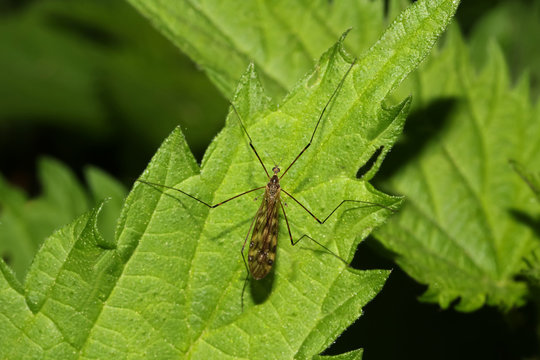 Riesenschnake auf einem Brennnesselblatt, Tipula maxima
