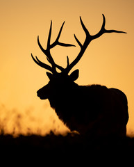 Bull Elk silhouette