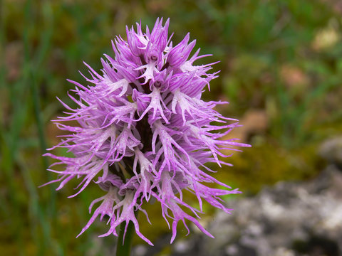 infiorescenza di orchidea Orchis italica in primo piano