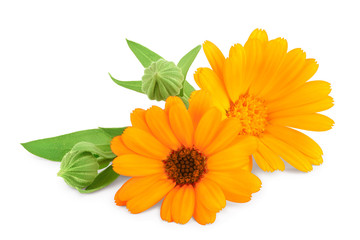 Calendula. Marigold flower with leaves isolated on white background