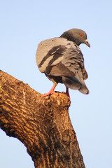Feral Pigeon in Chatuchak Park, Bangkok, Thailand