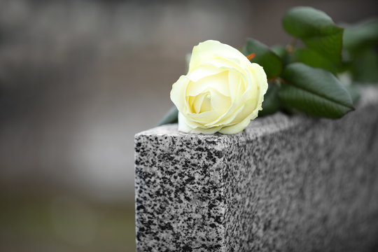 White rose on grey granite tombstone outdoors. Funeral ceremony