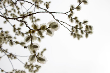 Salix atrocinerrea Brot. Spring willow tree swells. Beautiful fluffy tree flowers against the backdrop of the landscape. Early spring bright sky, new life.