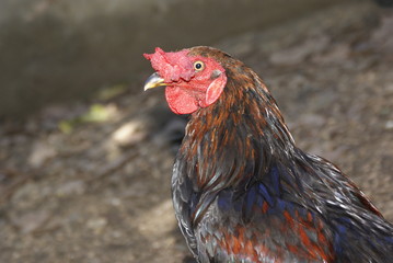 Rooster and hen photographed in the yard with pose