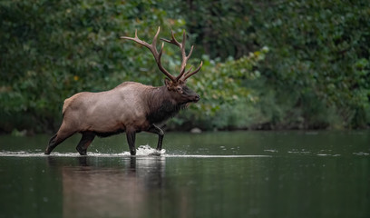 Bull Elk in a river 