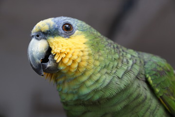 Parrot in studio photos with pose
