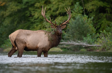 Naklejka na ściany i meble Bull Elk in a river 