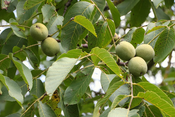 Unreife Walnüsse am Baum, Juglans regia