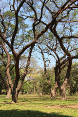Fototapeta premium Chatuchak Park, Bangkok, Thailand