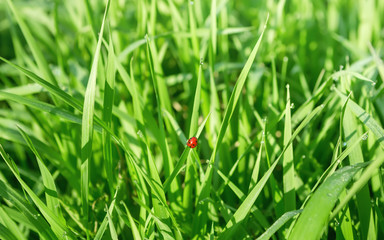 Ladybug In The Fresh Grass Among Dew Drops - 318651527