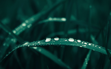 Water Drops On Dark Green Grass Close-up - 318651540