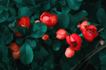 Spring Blossom Of Red Garden Flowers Close-up - 318651558