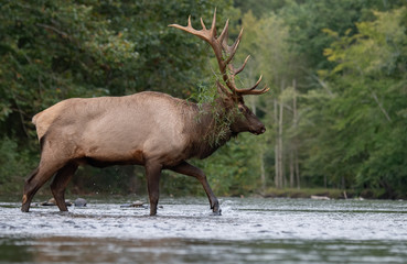 Naklejka na ściany i meble Bull Elk in a river 