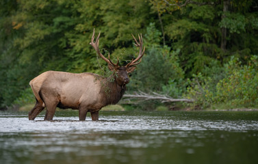 Bull Elk in a river 