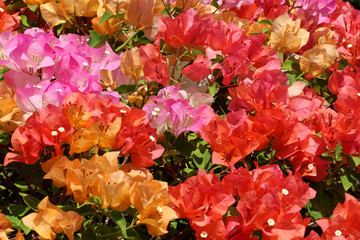 Bougainvillea in Chatuchak Park, Bangkok, Thailand