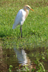 A Cattle Egret in Chatuchak Park, Bangkok, Thailand