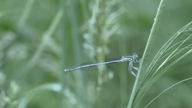 Makro / macro - Libelle auf Grashalm / dragon fly on blade of grass