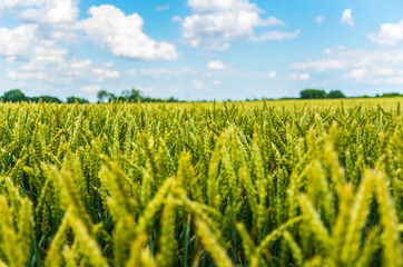 green wheat field and blue sky