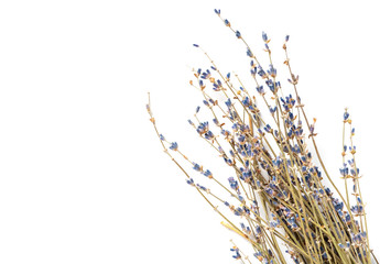 Bunch of dry lavender on a white background, copy space.