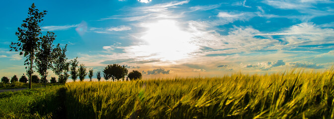 field and blue sky