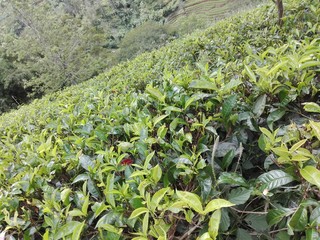 young plants in the garden