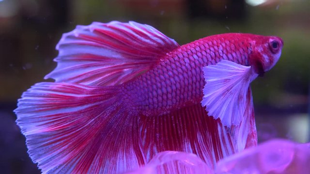 close up of betta fish in aquarium, Thailand amazing fish macro view 