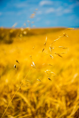 field of wheat