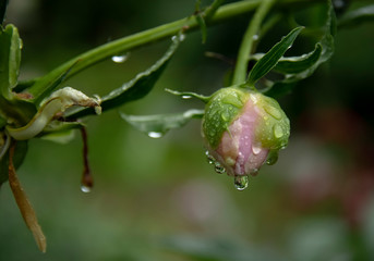 peony bud with dew drops