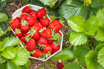 strawberry plant with freshly picked ripe strawberries in punnet