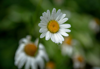 Obraz premium Chamomile with a drop of water close-up. daisy in the grass